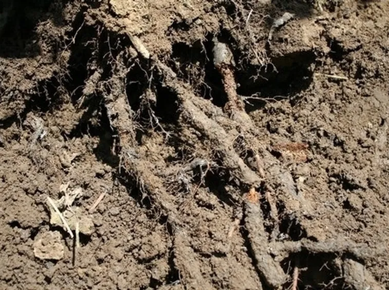 radici con armillaria