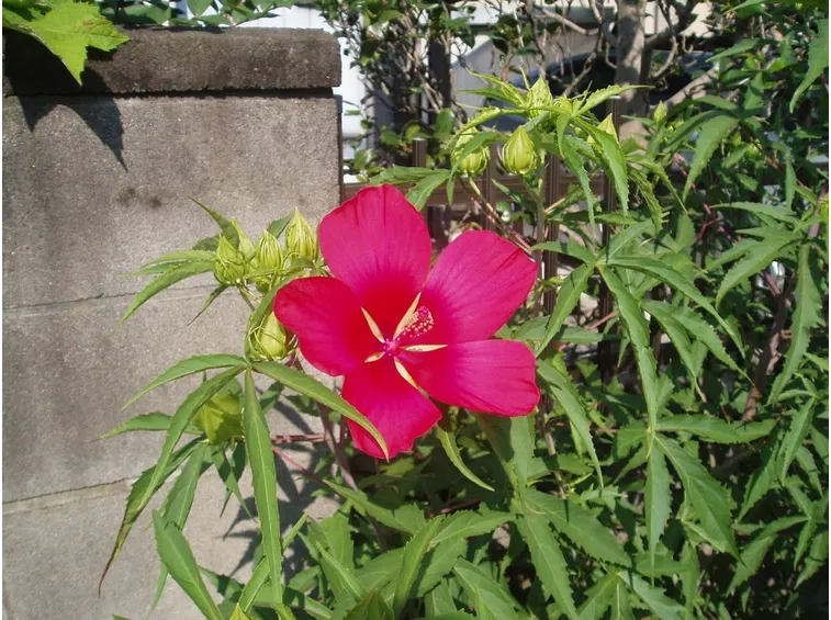 ibisco coccineus