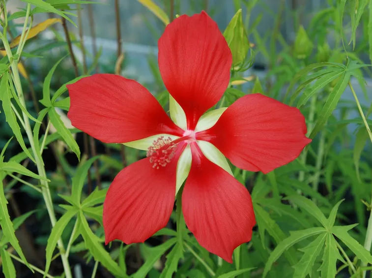 ibiscus coccineus