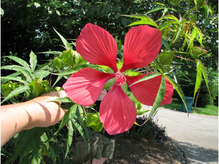 ibisco coccineus