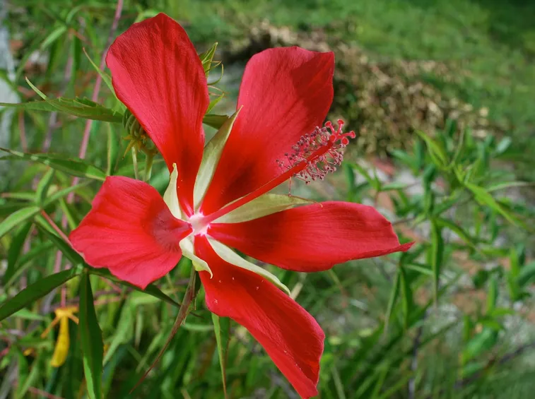 ibisco