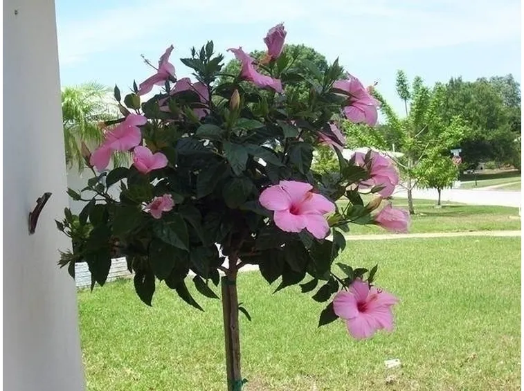 fiori ibisco