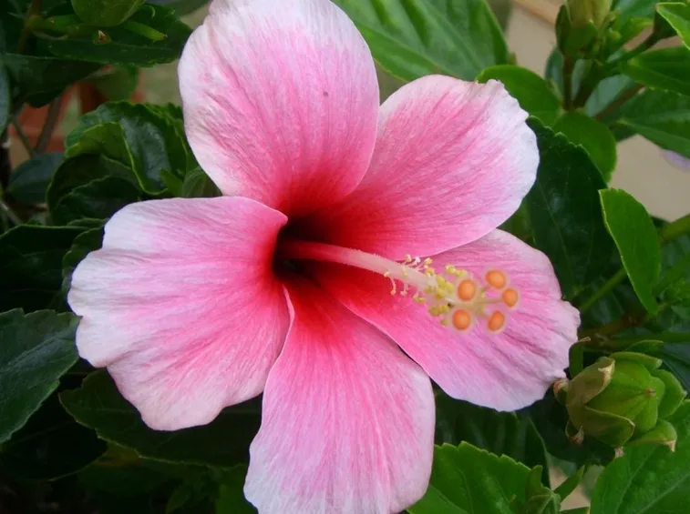 ibisco rosa