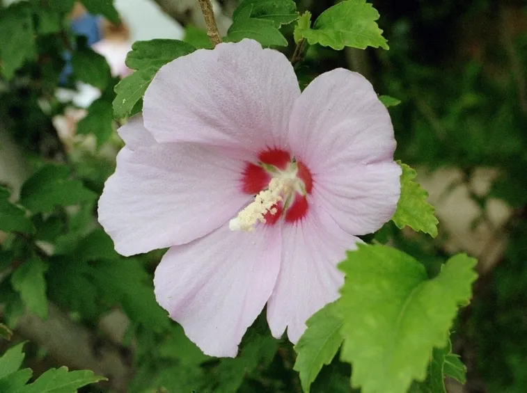 ibisco bianco