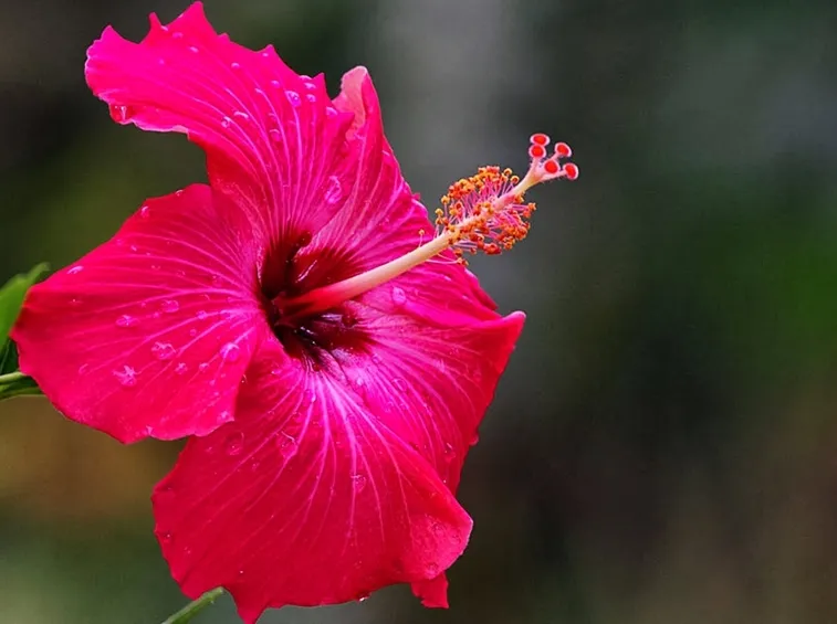 fiore di ibisco