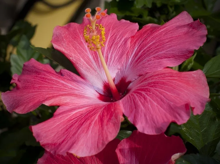 hibiscus boryanus