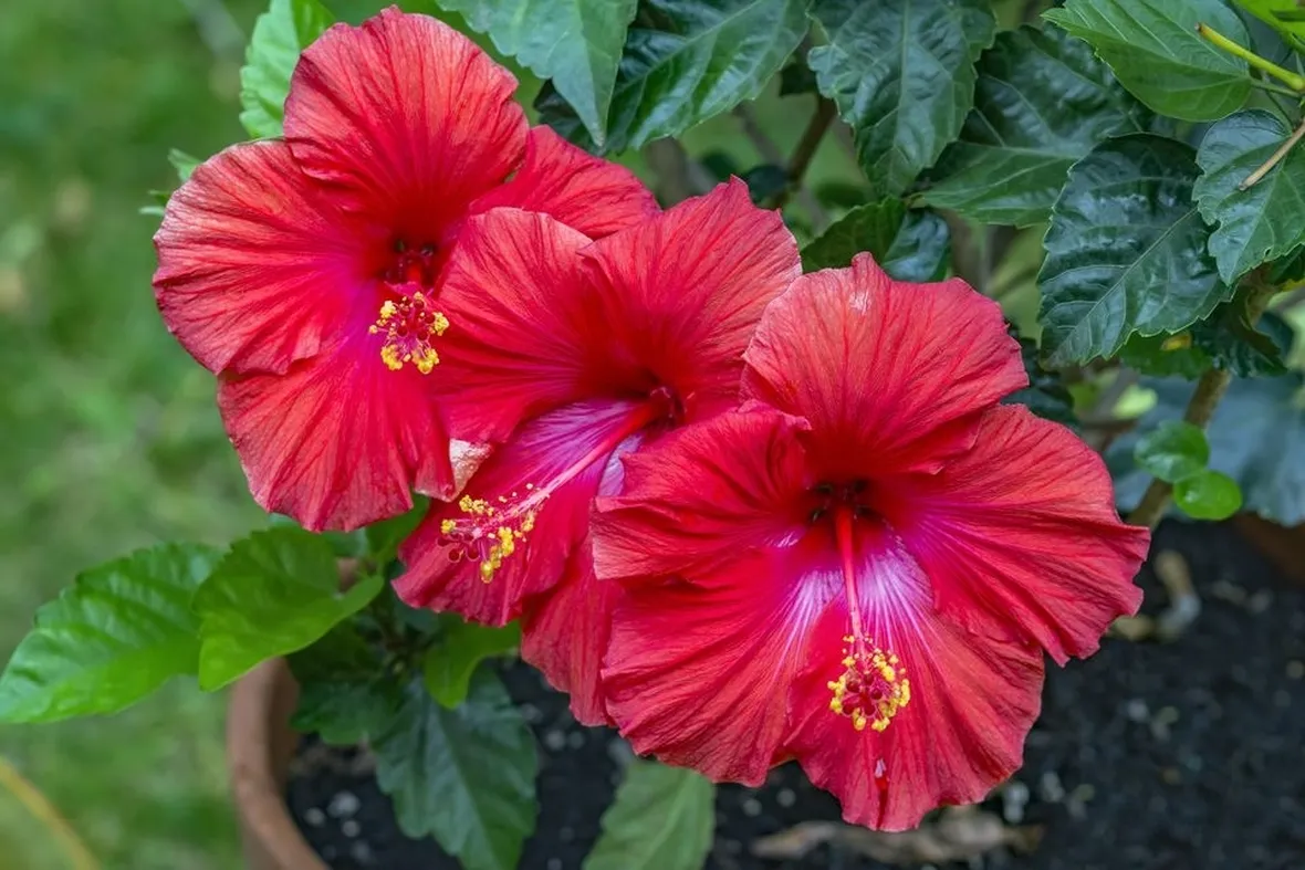 Ibisco