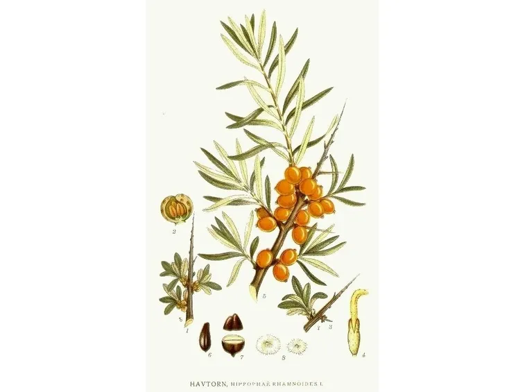 olivello spinoso
