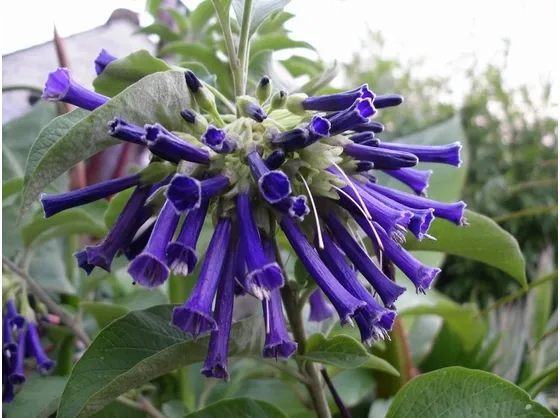 Iochroma