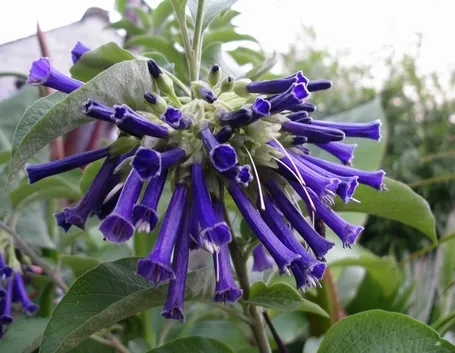 Iochroma