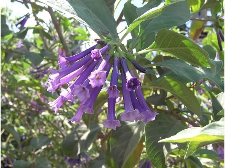 Iochroma