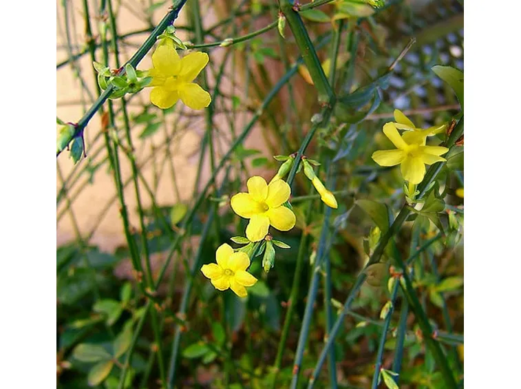 Gelsomino giallo