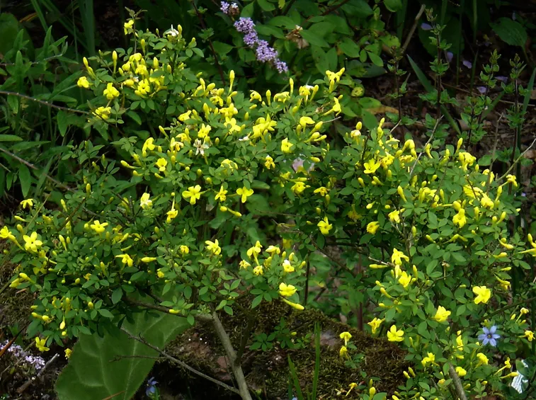 jasminum nudiflorum