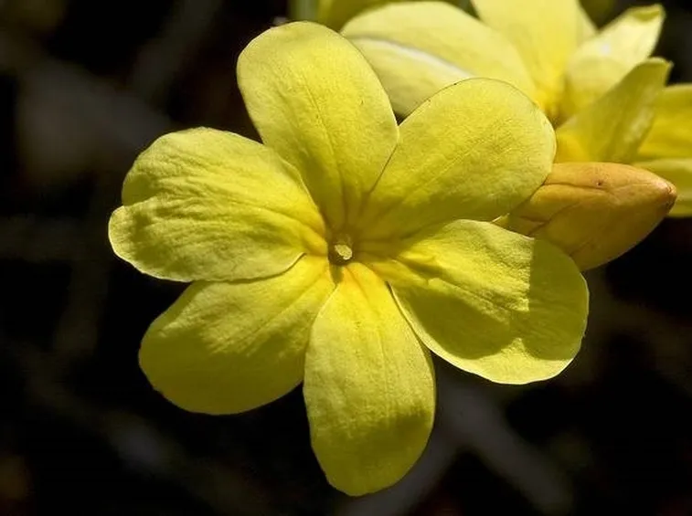 gelsomino giallo