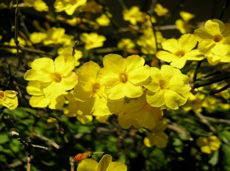 jasminum nudiflorum