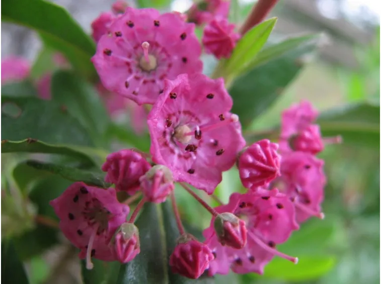 Kalmia