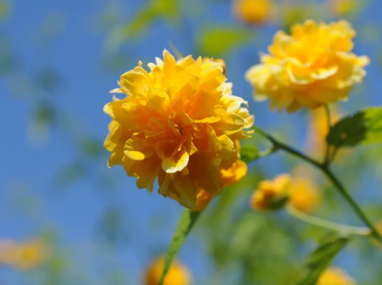 kerria japonica pleniflora