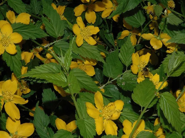 kerria japonica