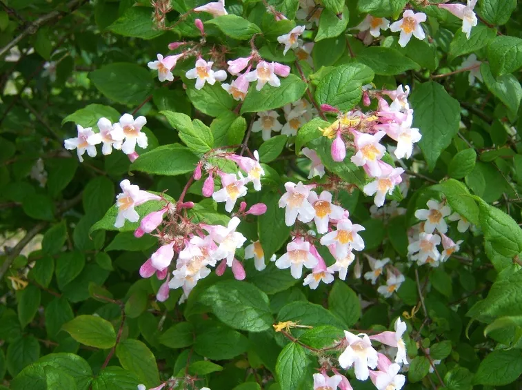 kolkwitzia amabilis