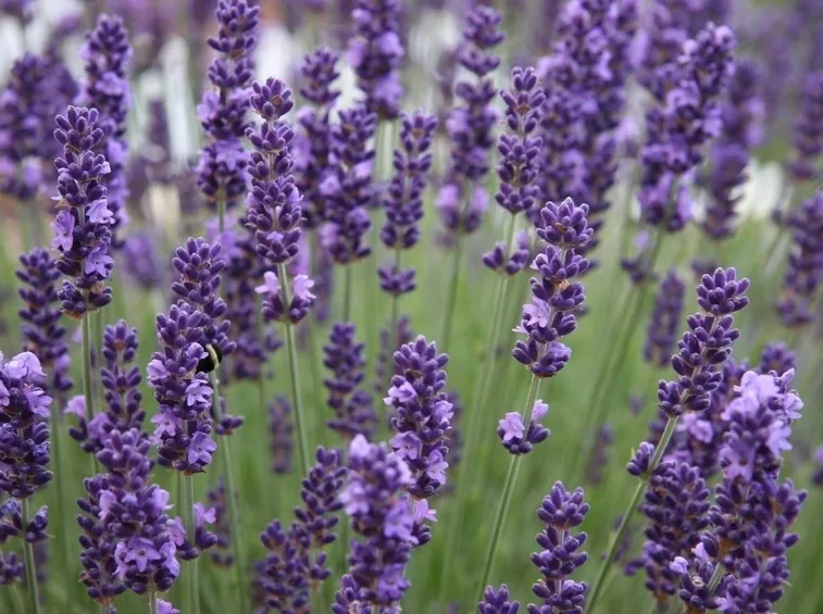 origine della lavanda