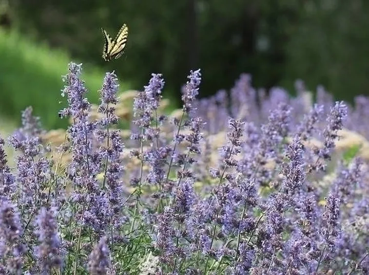 Varietà lavanda