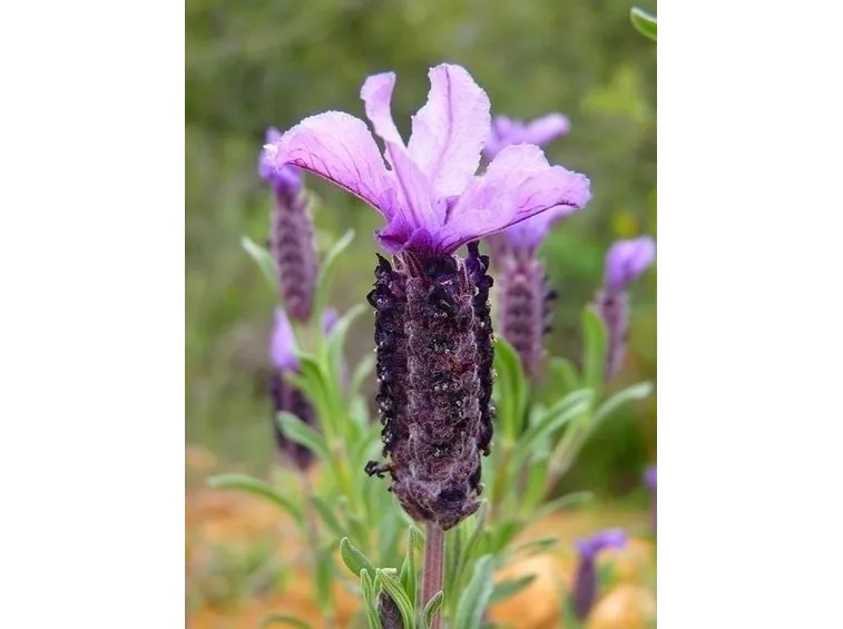 Potatura lavanda