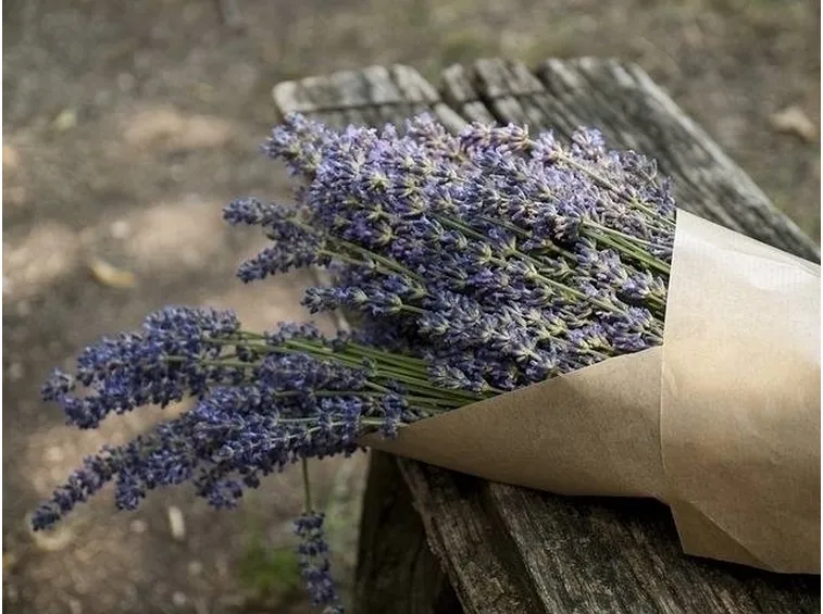 fiori di lavanda