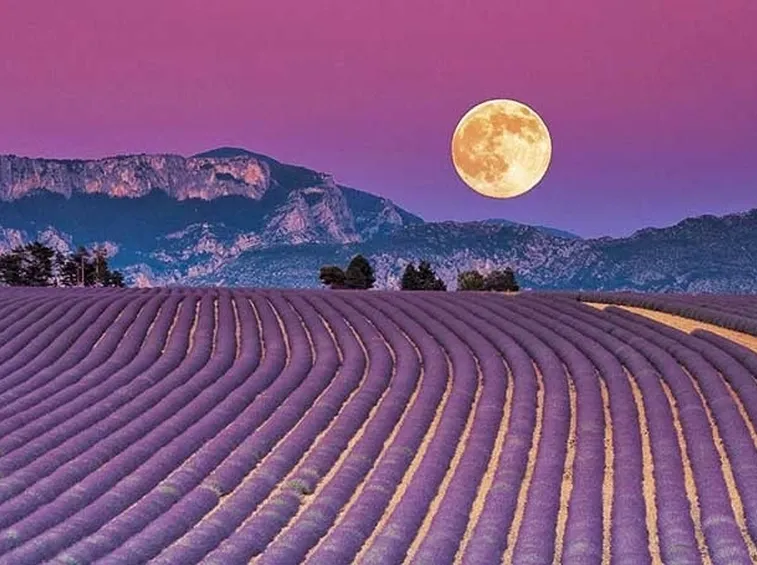 campi di lavanda francia