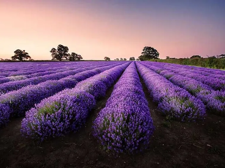 Lavanda
