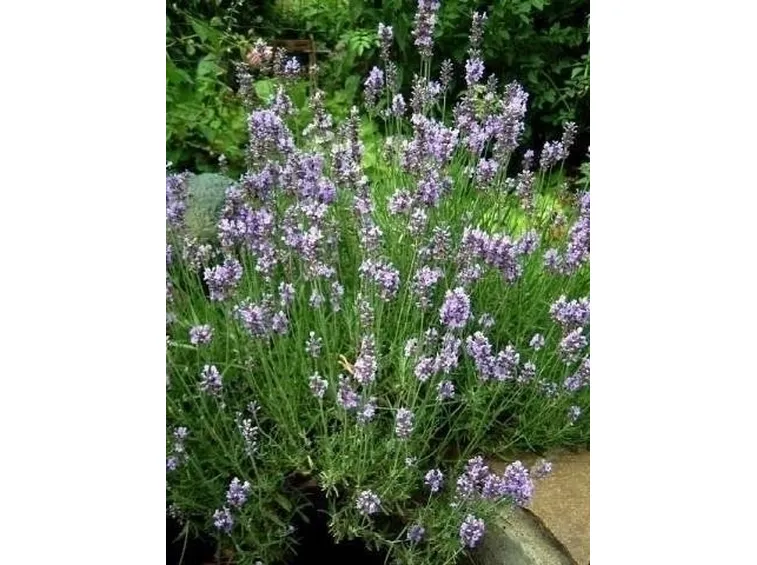 lavendula officinalis