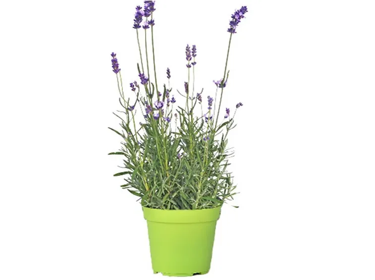 Prezzo della lavanda