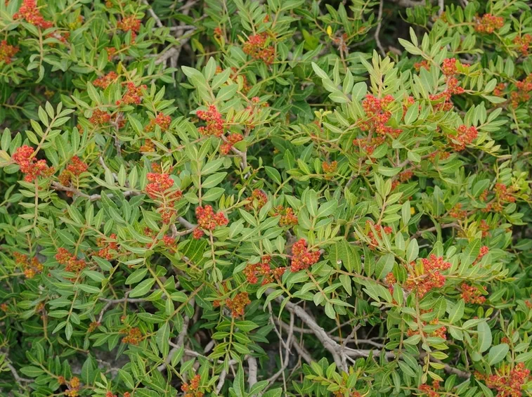lentiscus