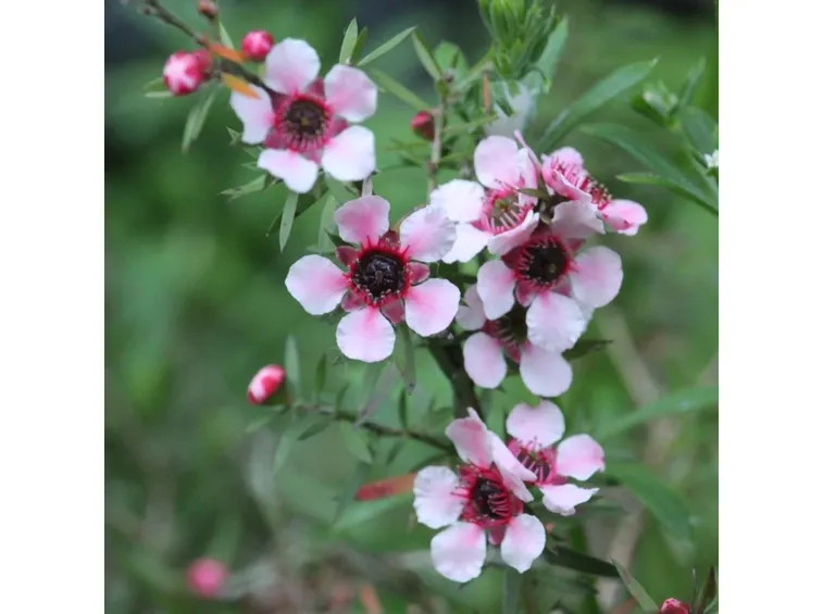 Leptospermum scoparium 