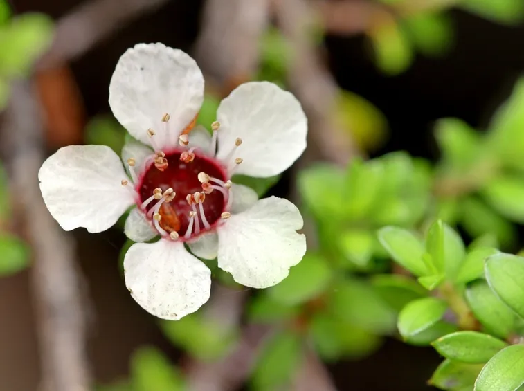 leptospermum bianco