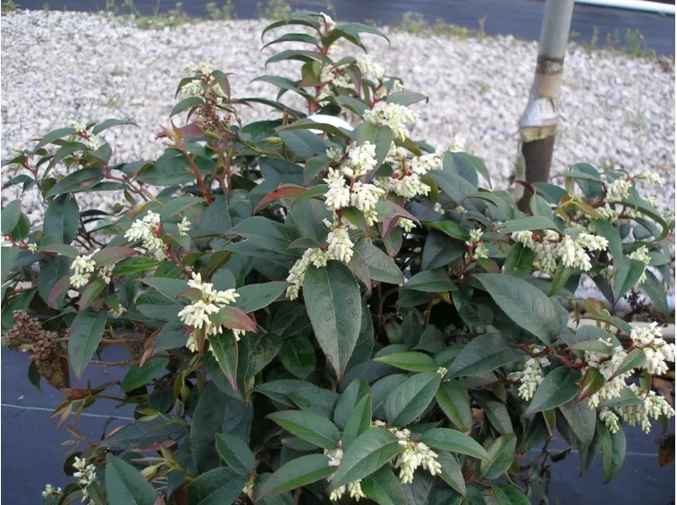 leucothe fontanesiana