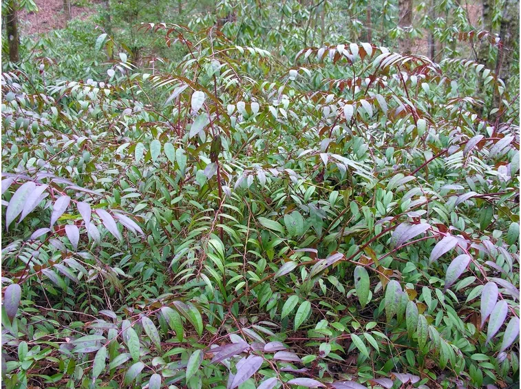 leucothe 