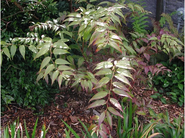 Leucothoe fontanesiana
