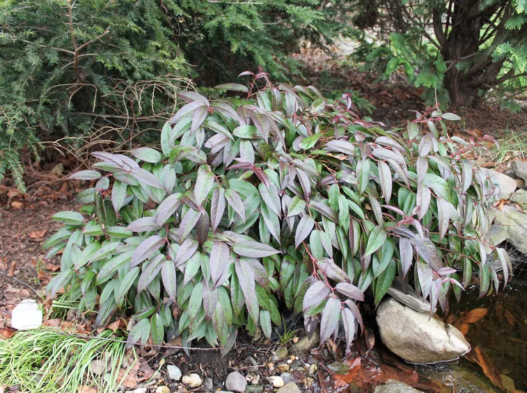 leucothoe fontanesiana