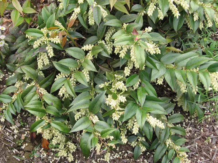 leucothoe 