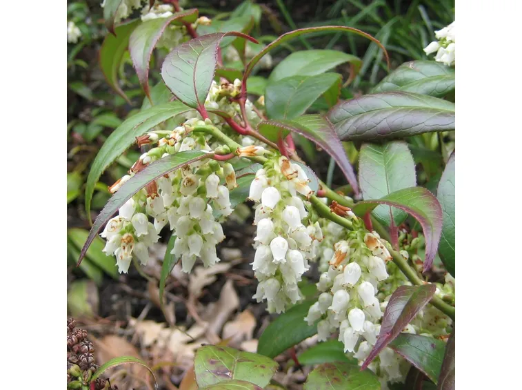 leucothoe 
