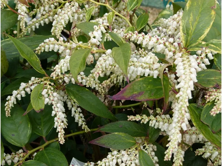 leucothoe walteri rainbow