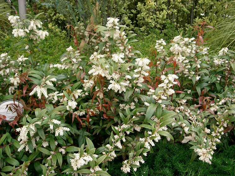 leucotoe axillaris