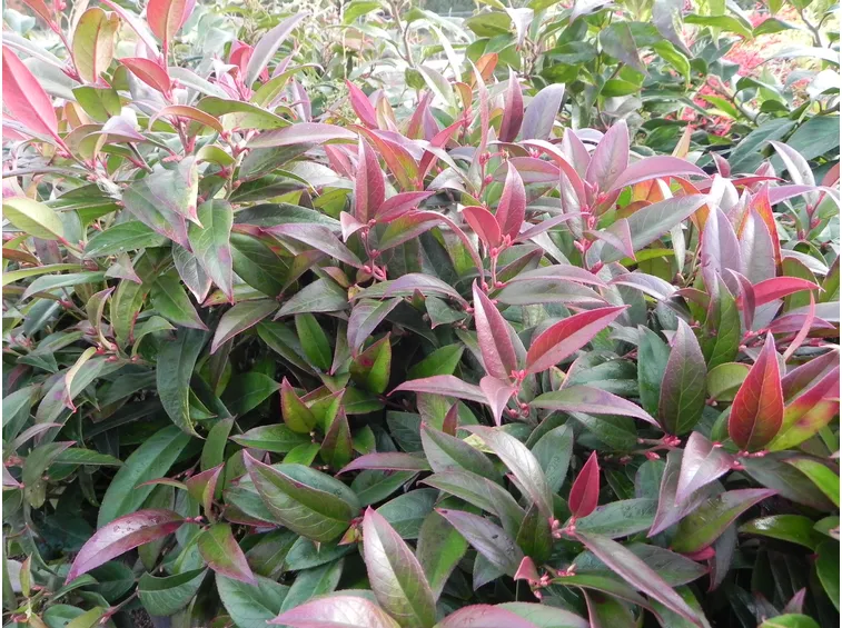leucothoe piante