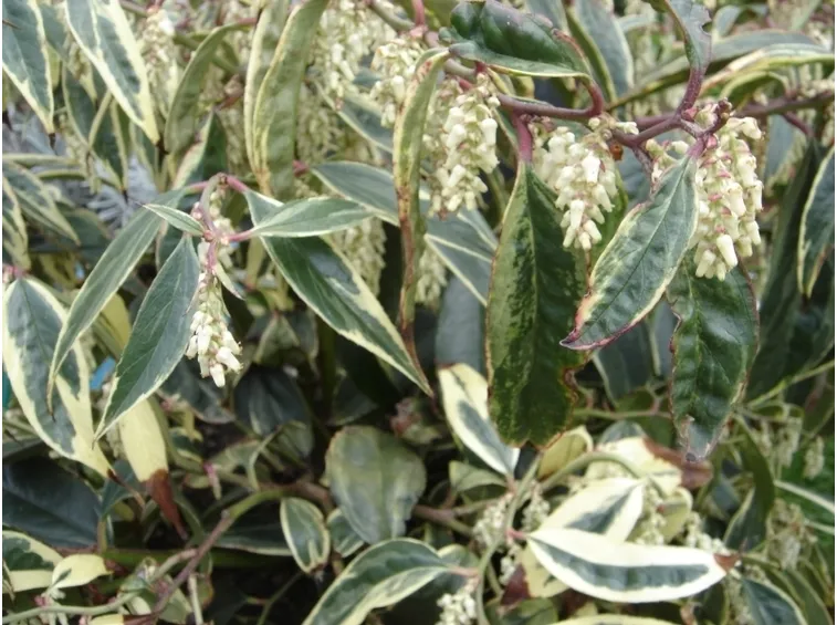 Leucothoe fontanesiana