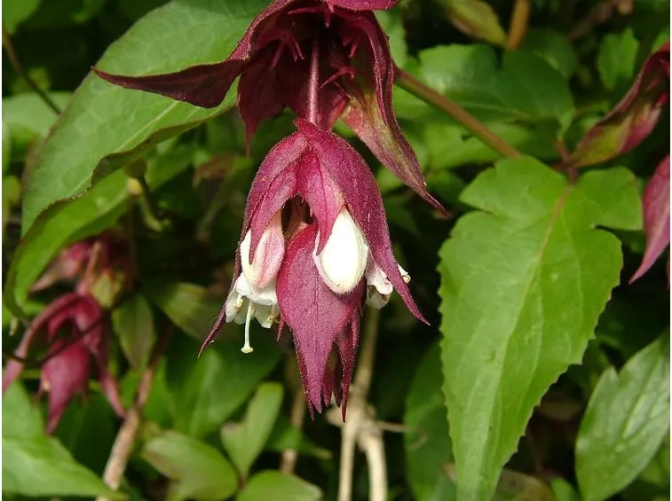 leycesteria 