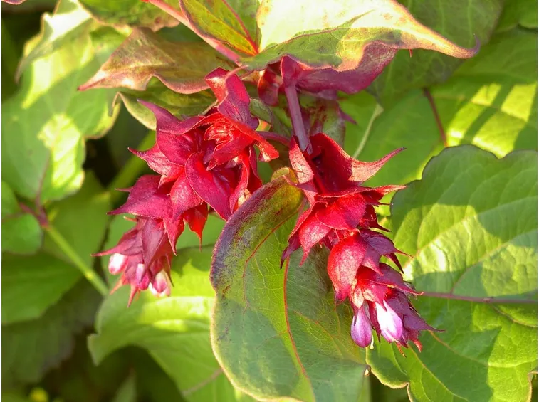 leycesteria formosa
