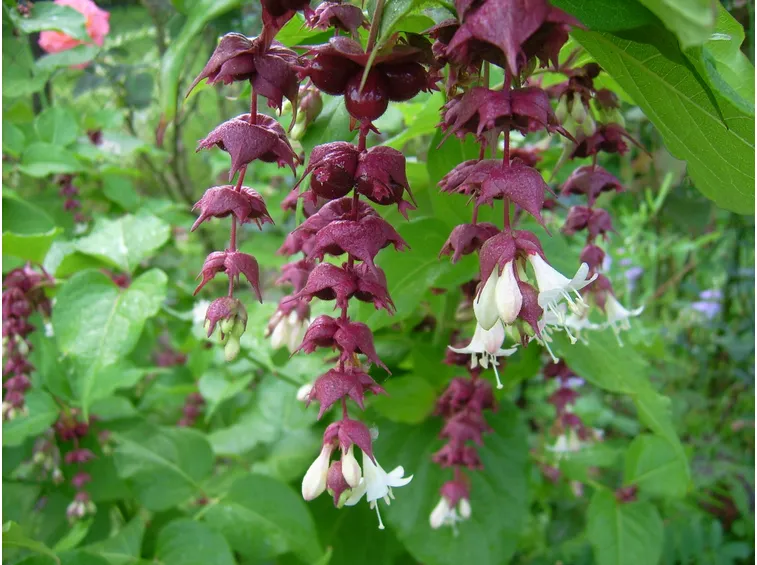 leycesteria formosa