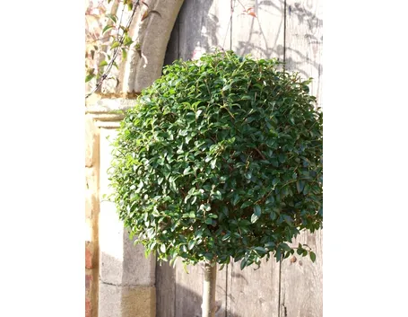 Ligustro 