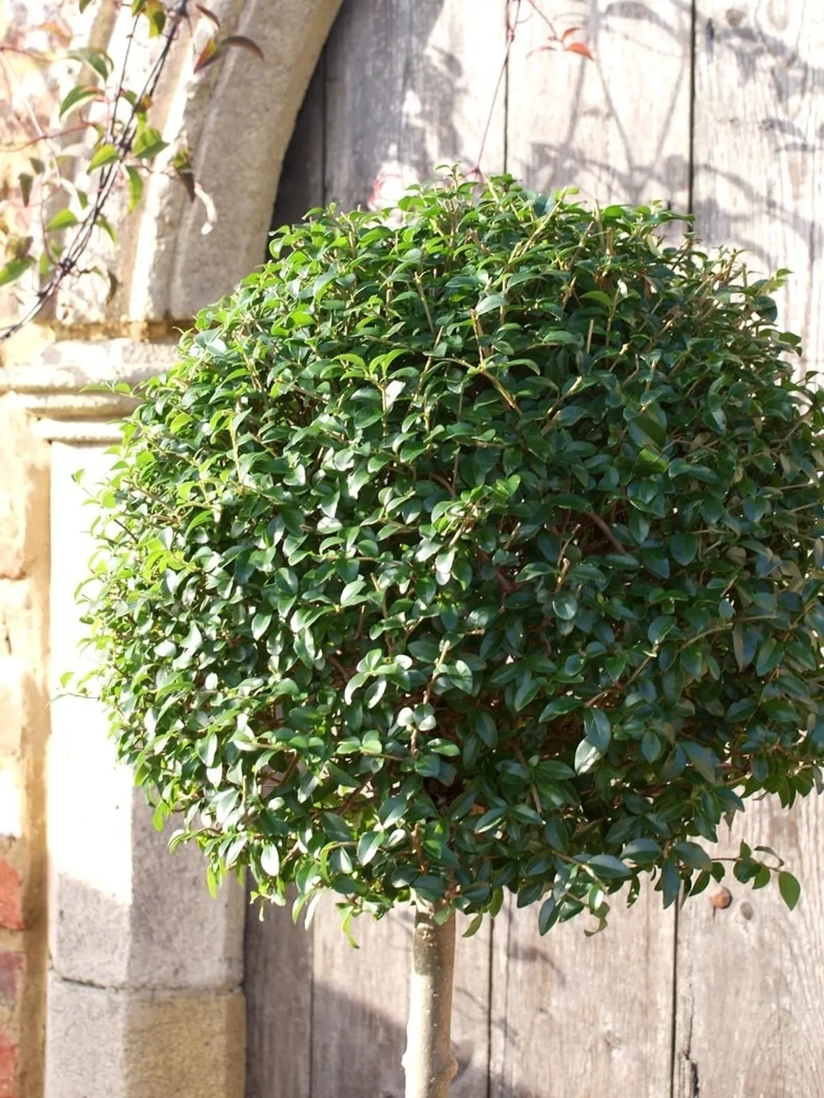 Ligustro