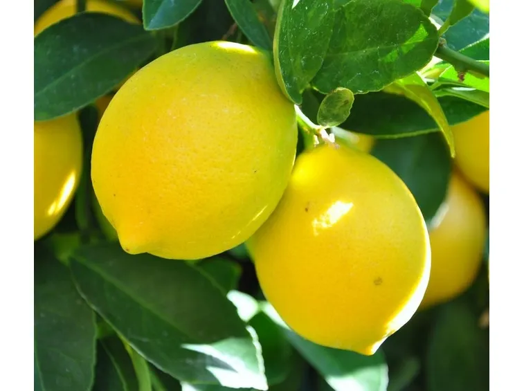 Limoni